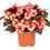Thumbnail: Impatiens  New Guinea Petticoat Series