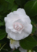 Thumbnail: Impatiens Glimmer Series