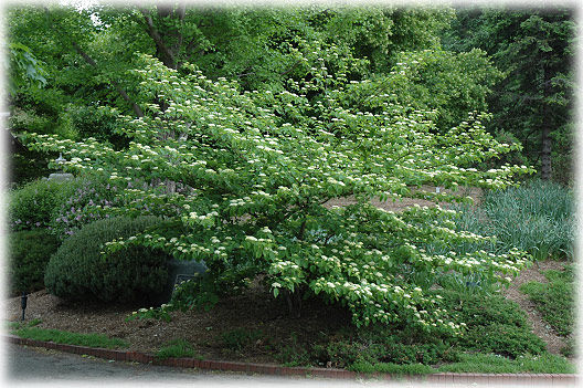 Cornus a. Pagoda / Dogwood