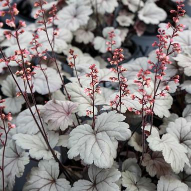 Heuchera Dolce Silver Gumdrop
