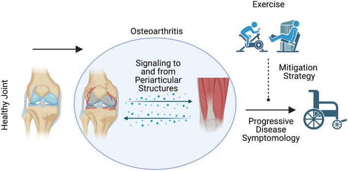 Osteoarthritis Progression: Mitigation and Rehabilitation Strategies