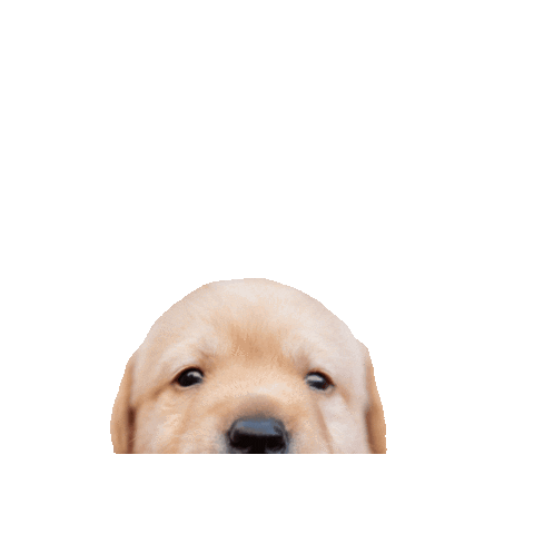 giphy (1).gif
