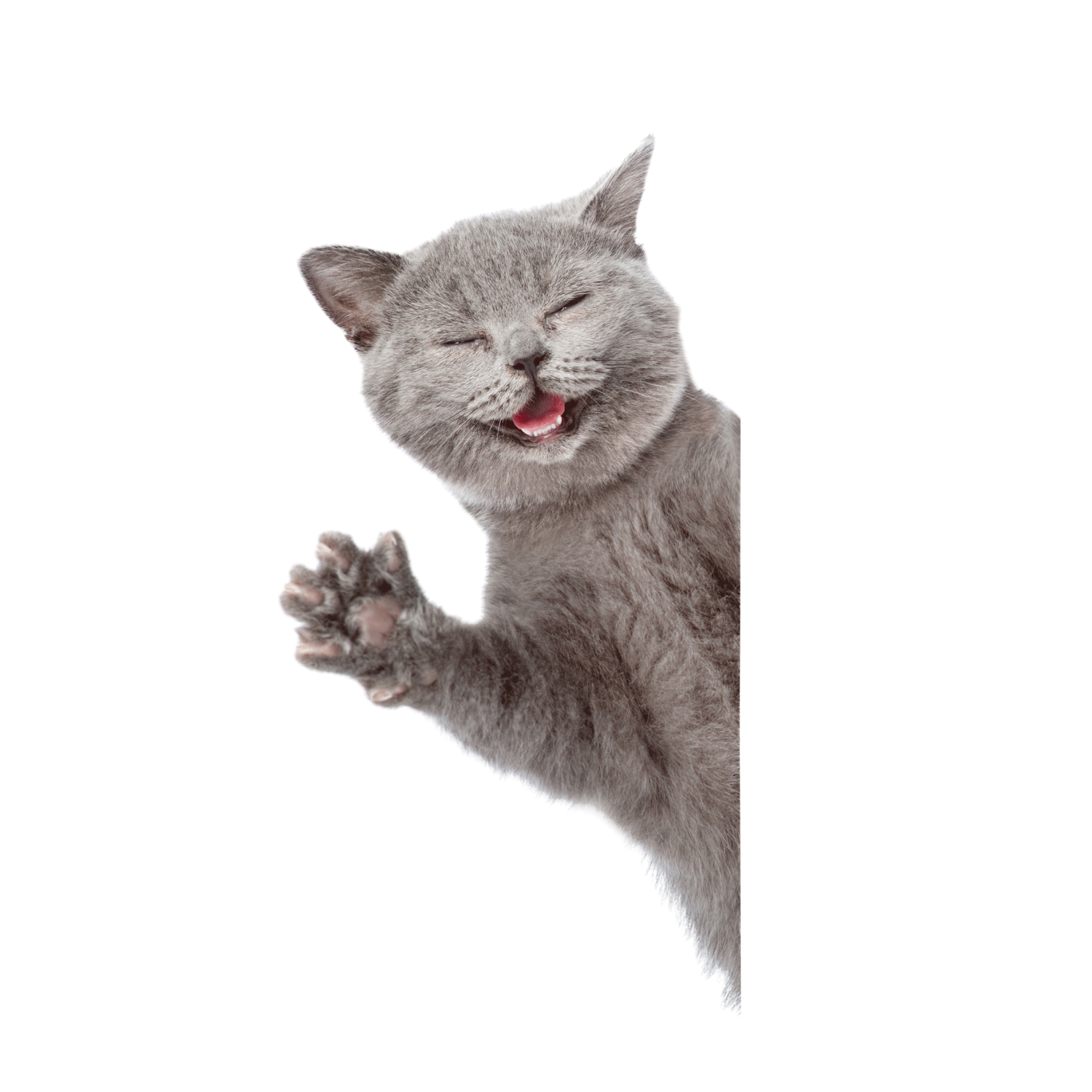 kitty.gif