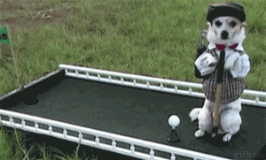 fancy GIF.gif