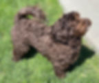 Coco Adult.jpg