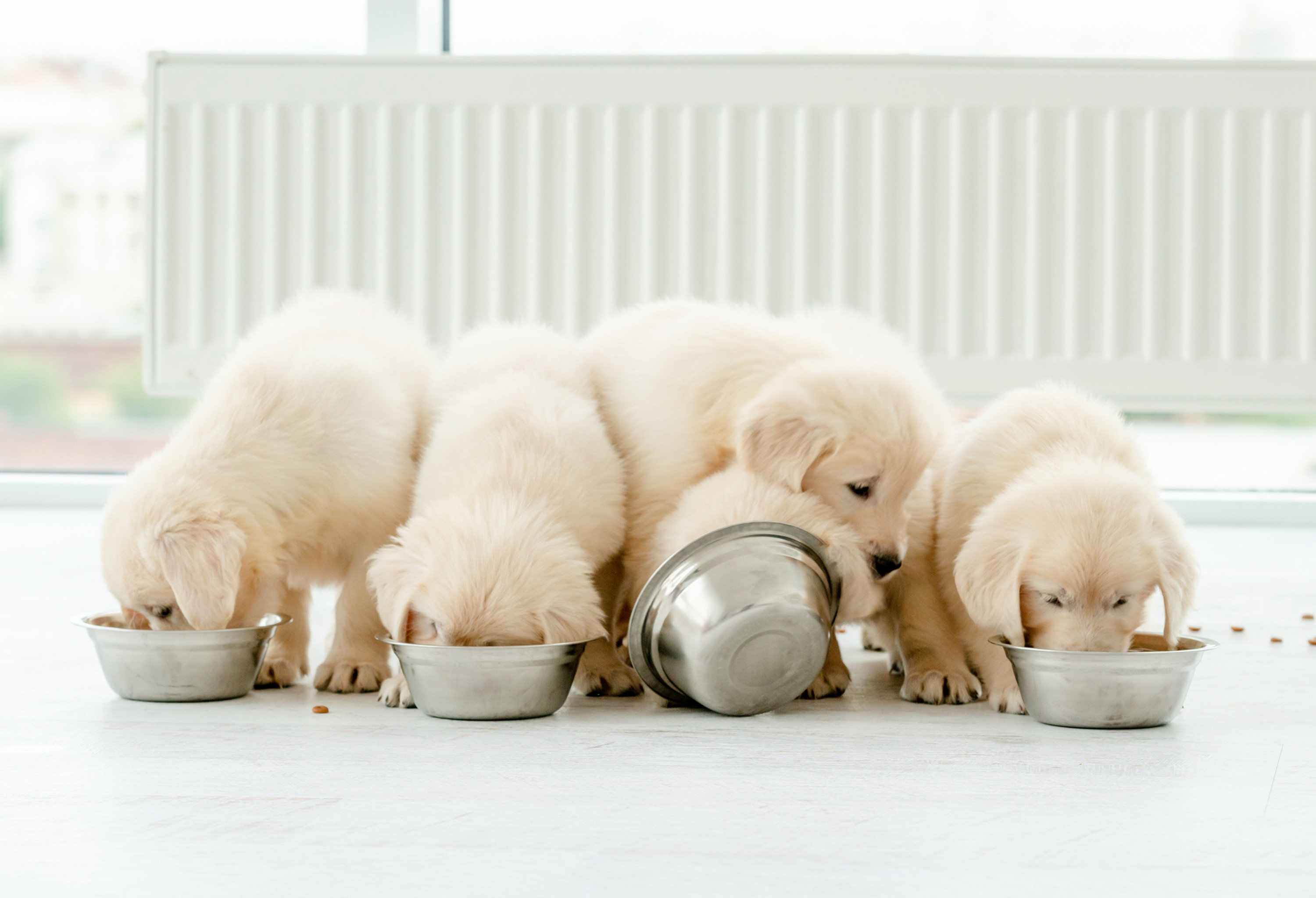 Puppy 3