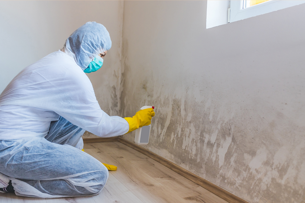 Understanding Mold: When to Call a Professional