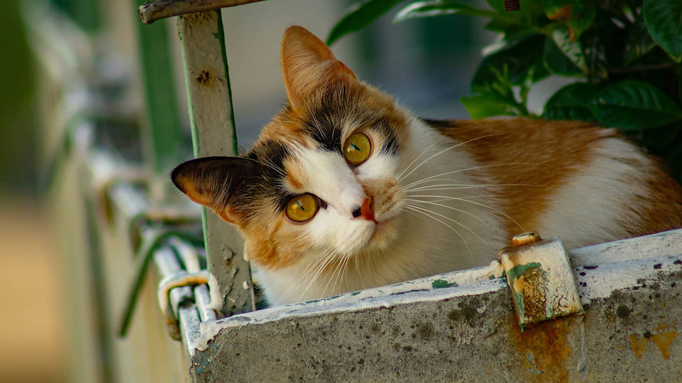 Closeup of calico cat with gold eyes and pink & black nose.