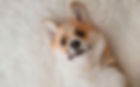 Corgi-LayingOnBack-LambsWool.jpg