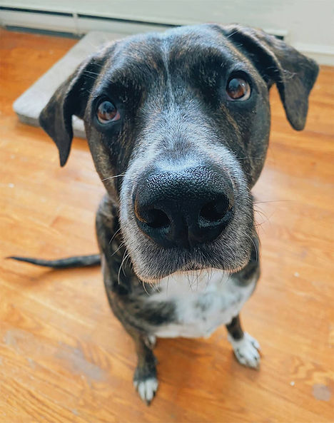 Closeup of mixed breed dog's big black nose.