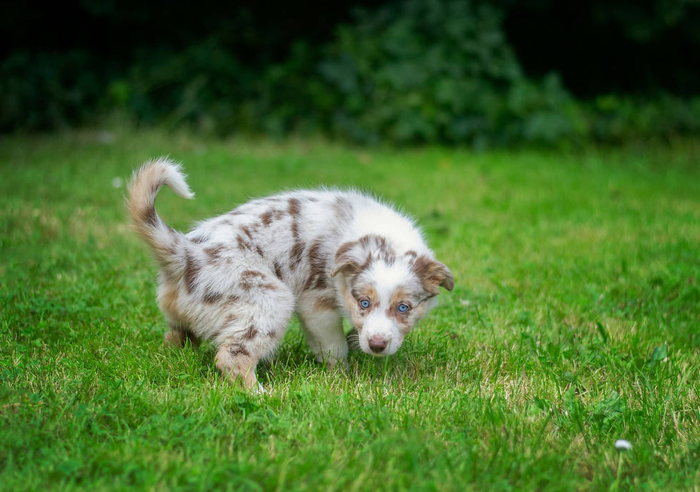 Shepherd puppy urinating on turf grass