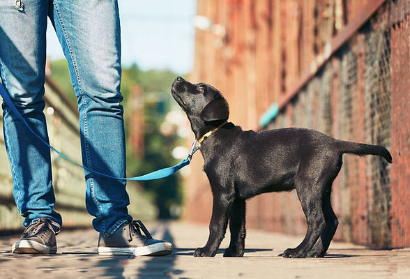 LabPuppyOnWalk.jpg