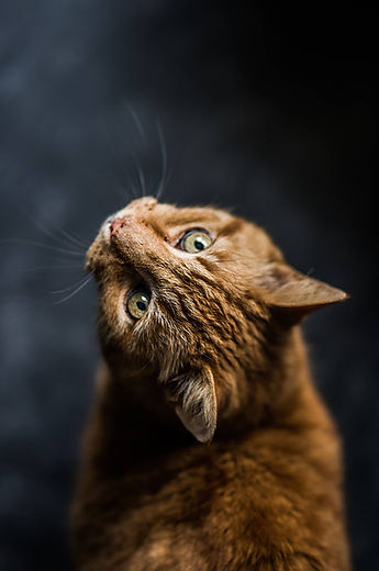 Orange tabby cat gazing upward.