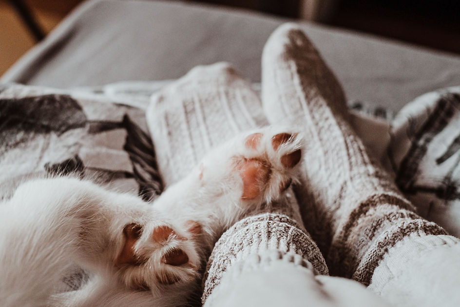Pair of white dog paws resting on caretaker's stocking feet.