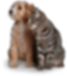 Fluffy gold puppy sitting next to adult gray tabby, both gazing toward the left.