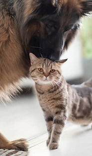 Shepherd nuzzling top of tabby cat's head.