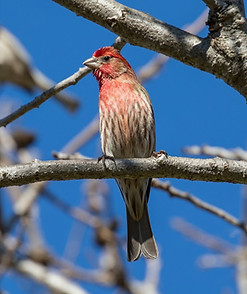 A male house finch looks at the camera from a perch in a tree.