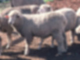 Corriedale sheep. (courtesy United States Department of Agriculture)