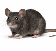 rodent infestation in cincinnati home