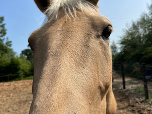 From Ireland to the USA: How International Horse Sales Really Work