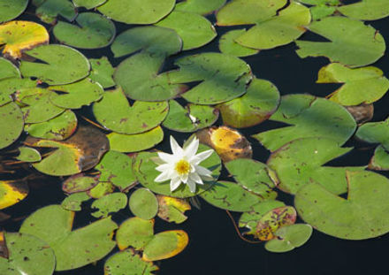 Lilli pads.jpeg