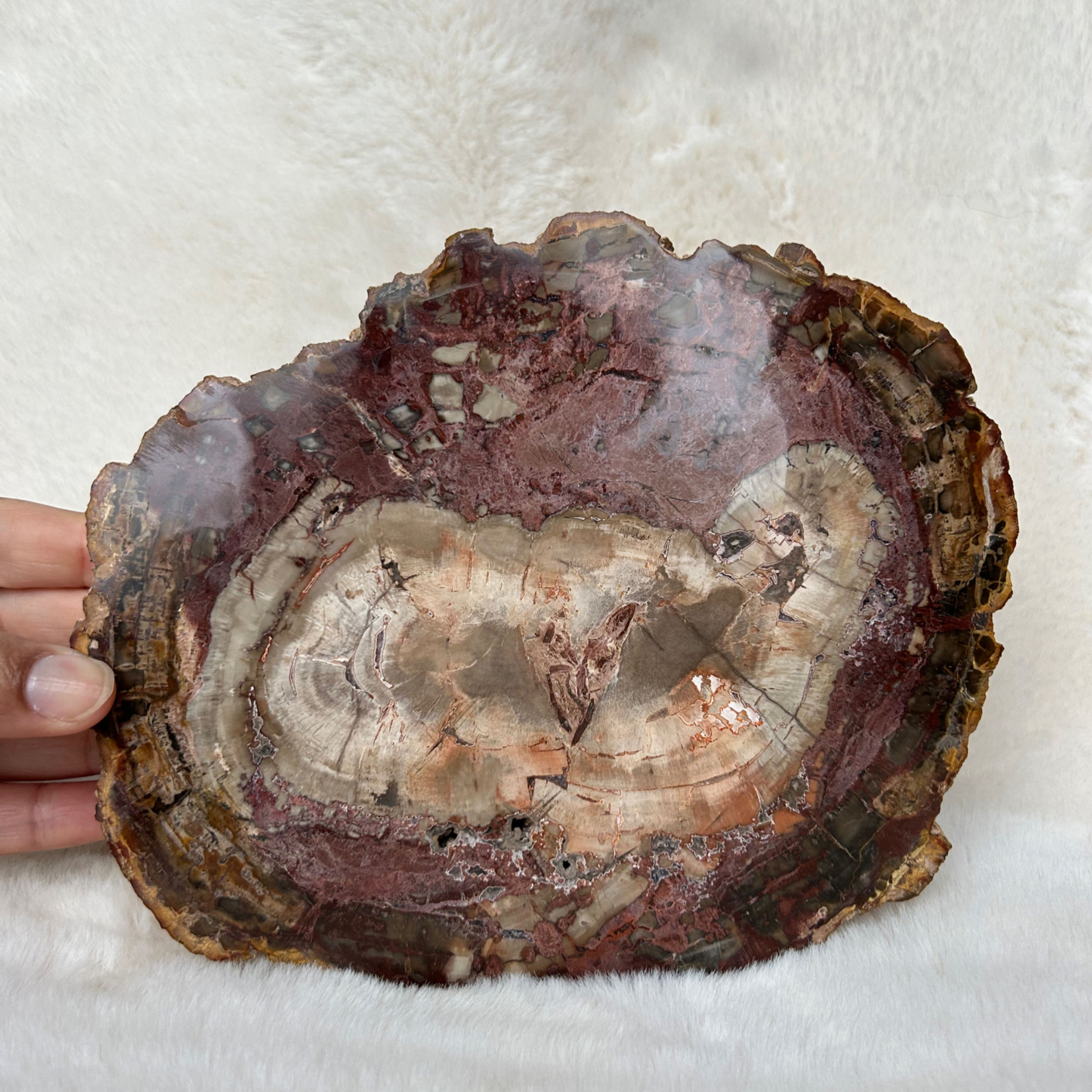 Bois fossilisé 1360g