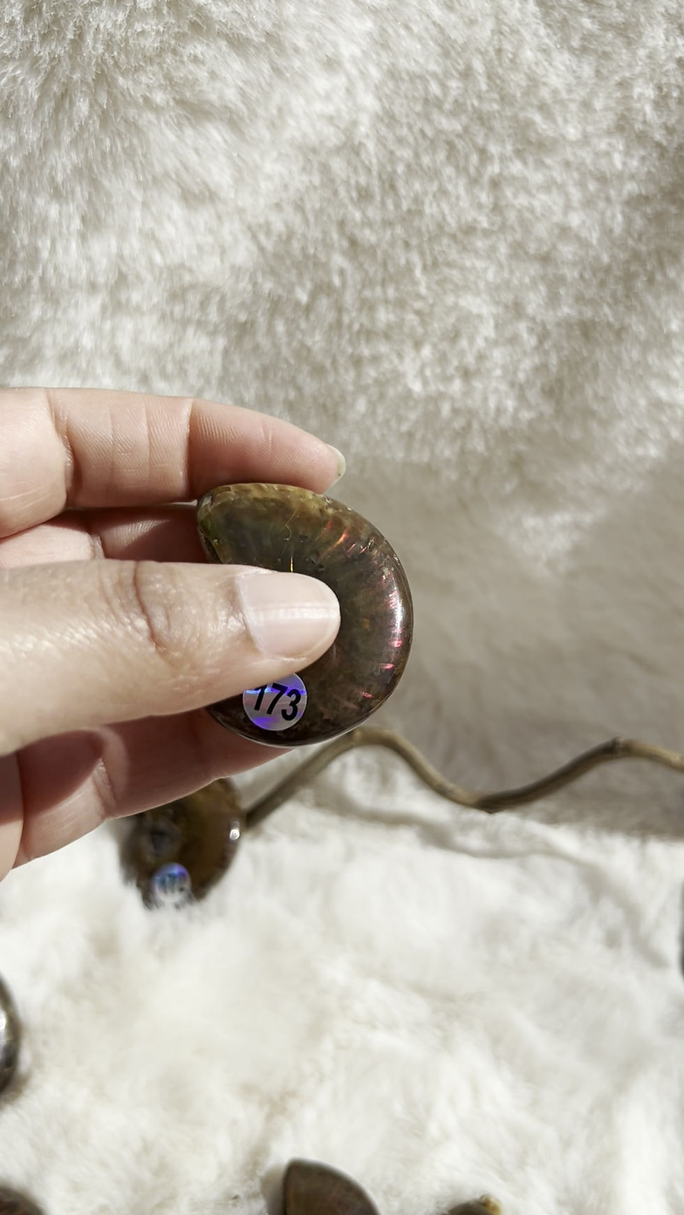 Miniature : Ammonite Cléoniceras Opalisée