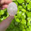 Miniature : Pierre plate en quartz rose