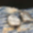 mother of pearl 05.jpg