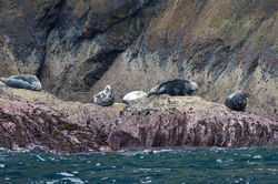 Seals