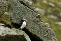 Puffin