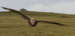 Great Skua (Bonxie) 