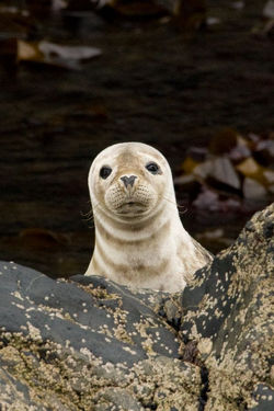 Baby Seal
