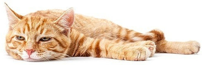 CUBA Kratzmöbel Shop - Katze Liegt EDiteD EDiteD CUBA Kratzmöbel Shop - Katze Liegt EDiteD EDiteD