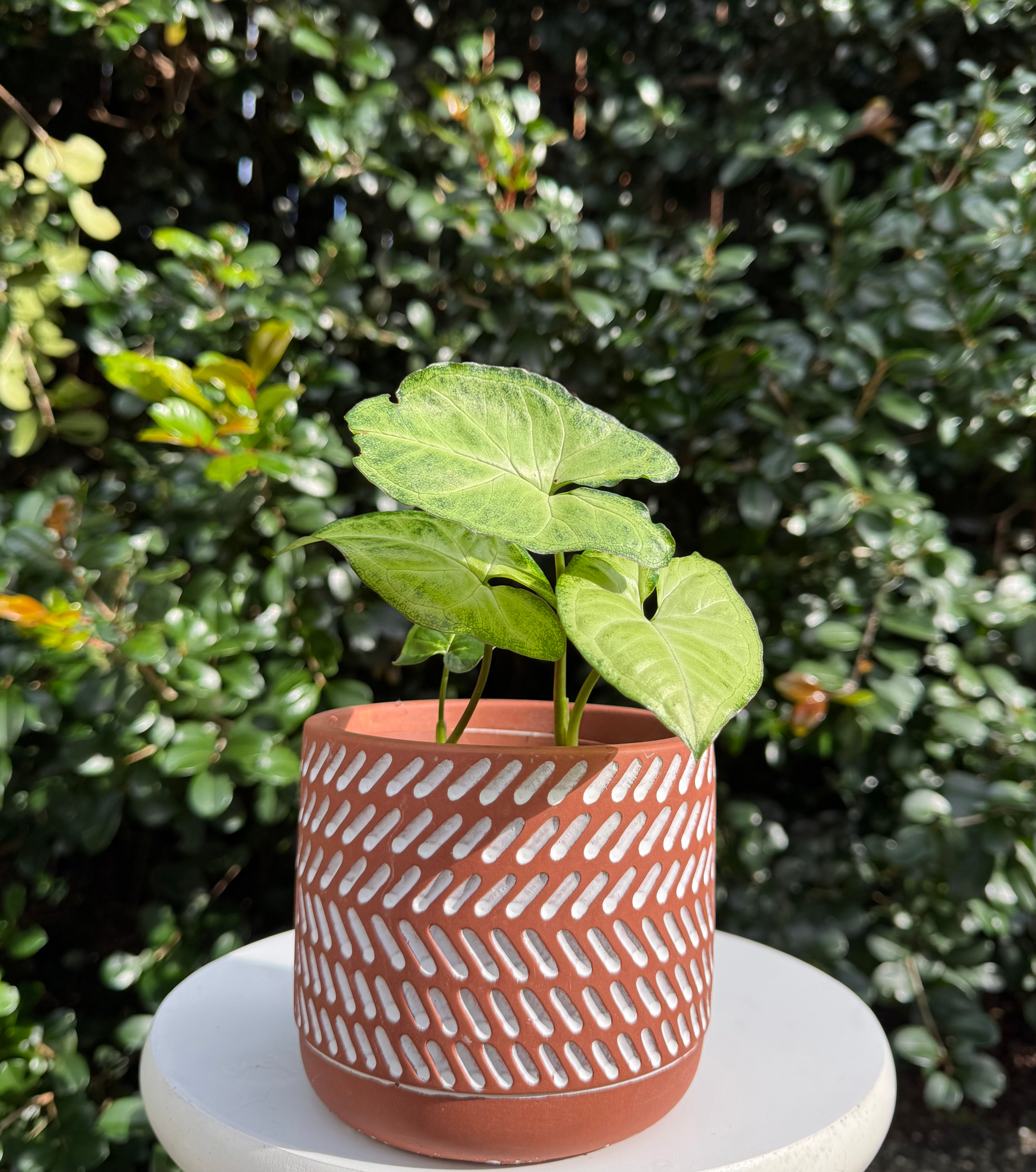Syngonium 