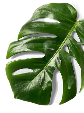 self cream bkground_edited_edited.png