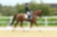 dressage.jpeg