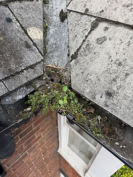 Moss in gutter