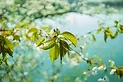 leaves-cherry-green-leaf-958660.webp