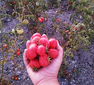 Traditional Products