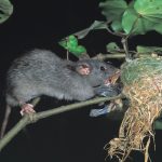 Rat-Fantail-Nest-restore-rodney-east