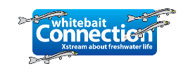 whitebait connectioni