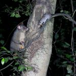Possum-Restore-Rodney-East1