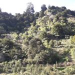 Puhoi Landcare Group