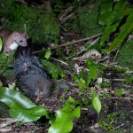 Weasel-Blackbird-RRE