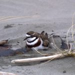 Sandspit-road-project