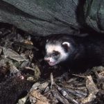 Ferret-RRE