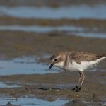 Shorebird-trust