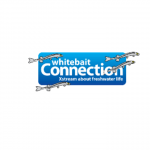 Whitebait Connection