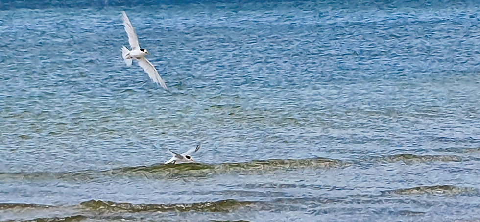 New Zealand Fairy Tern at Snells Beach